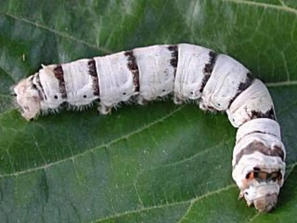 Raupe